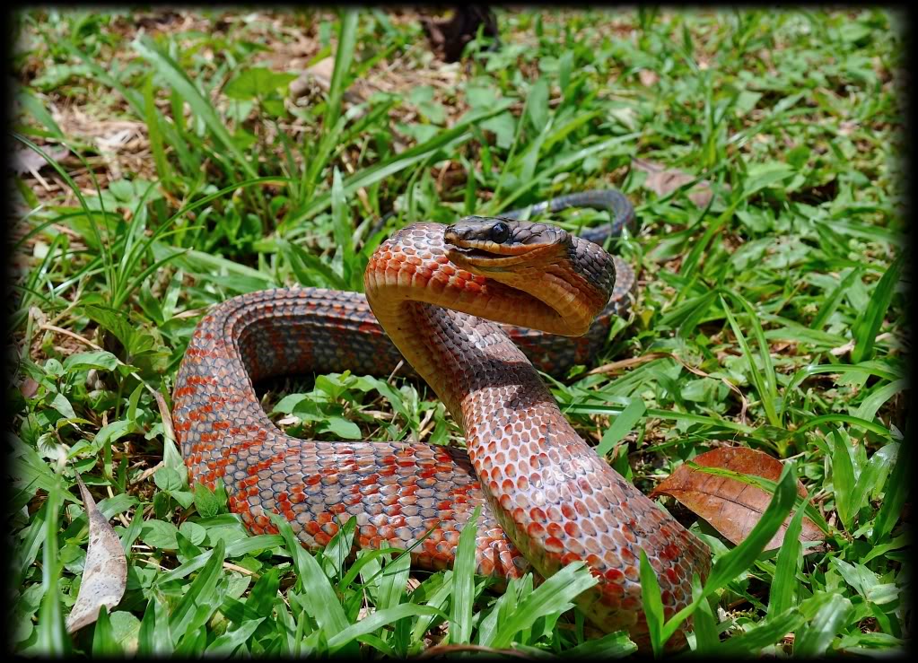 Costa Rica Herp-Trip CostaRica1239