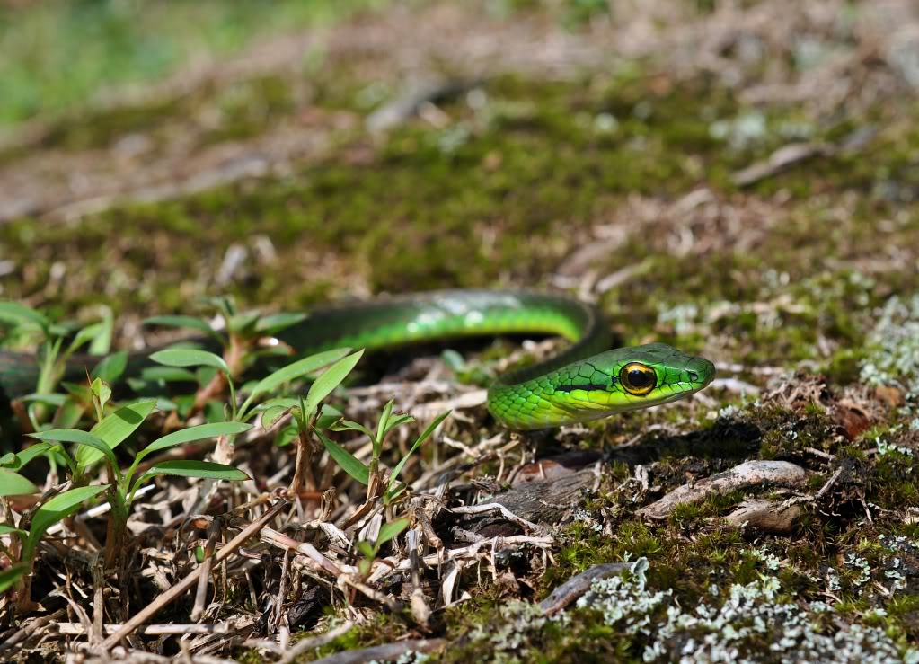 Costa Rica Herp-Trip CostaRica664