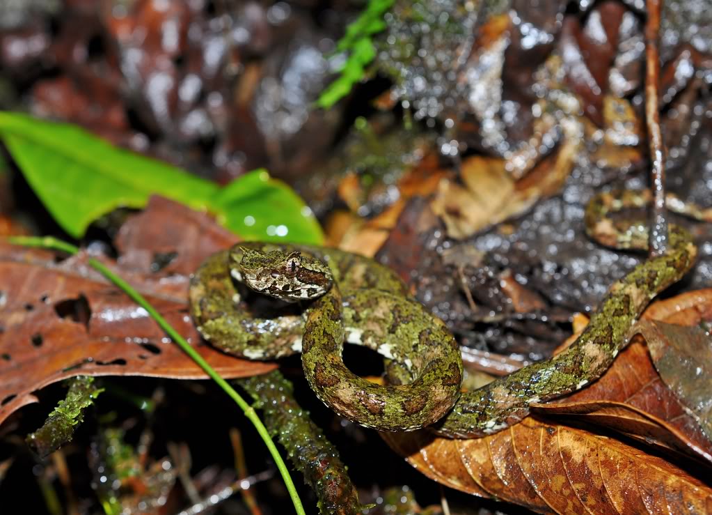 Costa Rica Herp-Trip CostaRica712