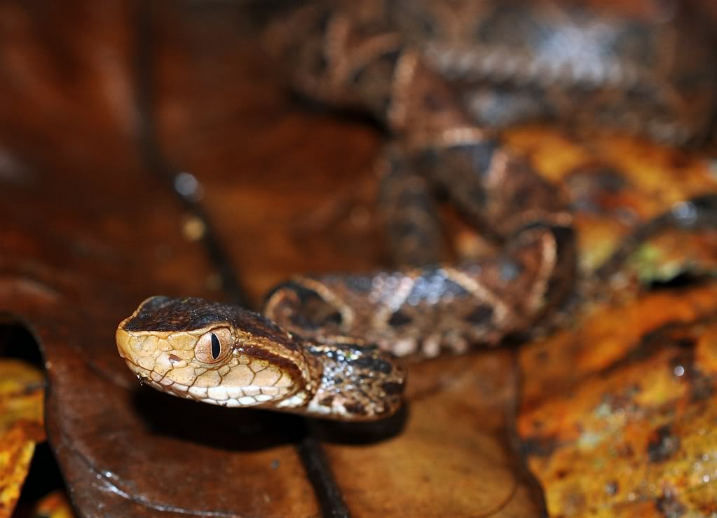 Costa Rica Herp-Trip CostaRica719