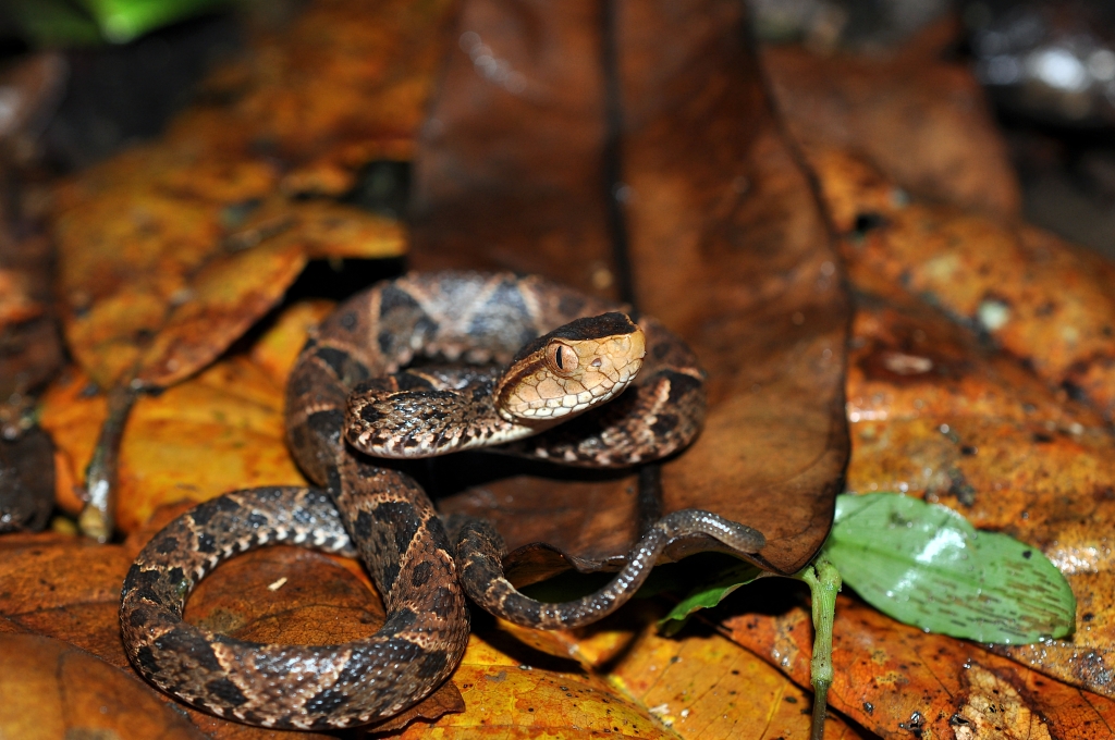 Costa Rica Herp-Trip CostaRica725