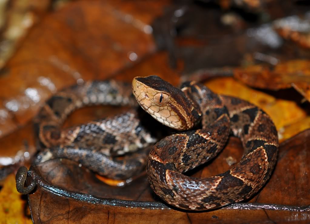 Costa Rica Herp-Trip CostaRica729