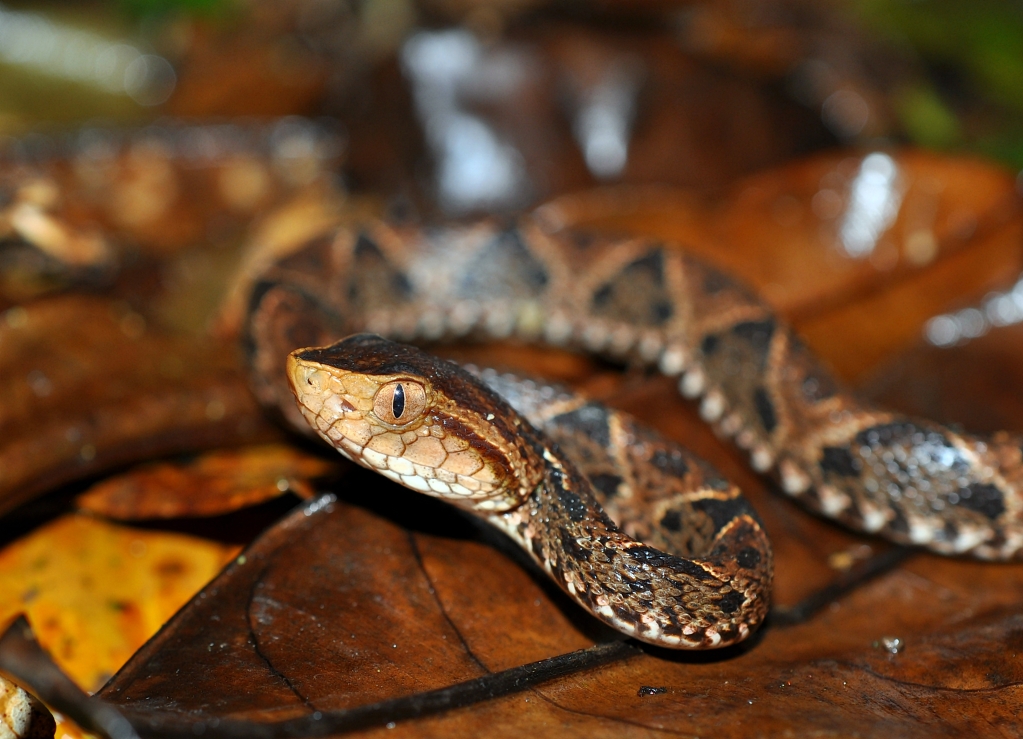 Costa Rica Herp-Trip CostaRica730