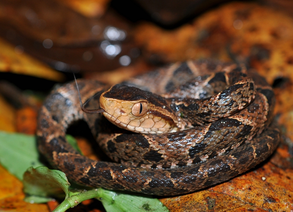 Costa Rica Herp-Trip CostaRica738