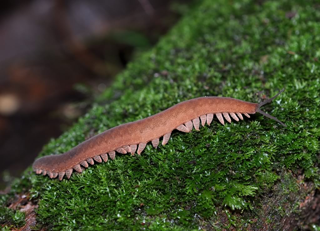 Costa Rica Herp-Trip CostaRica759