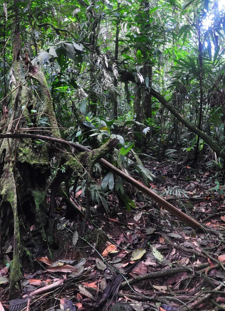 Costa Rica Herp-Trip CostaRica763-1