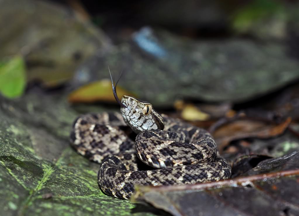 Costa Rica Herp-Trip CostaRica784