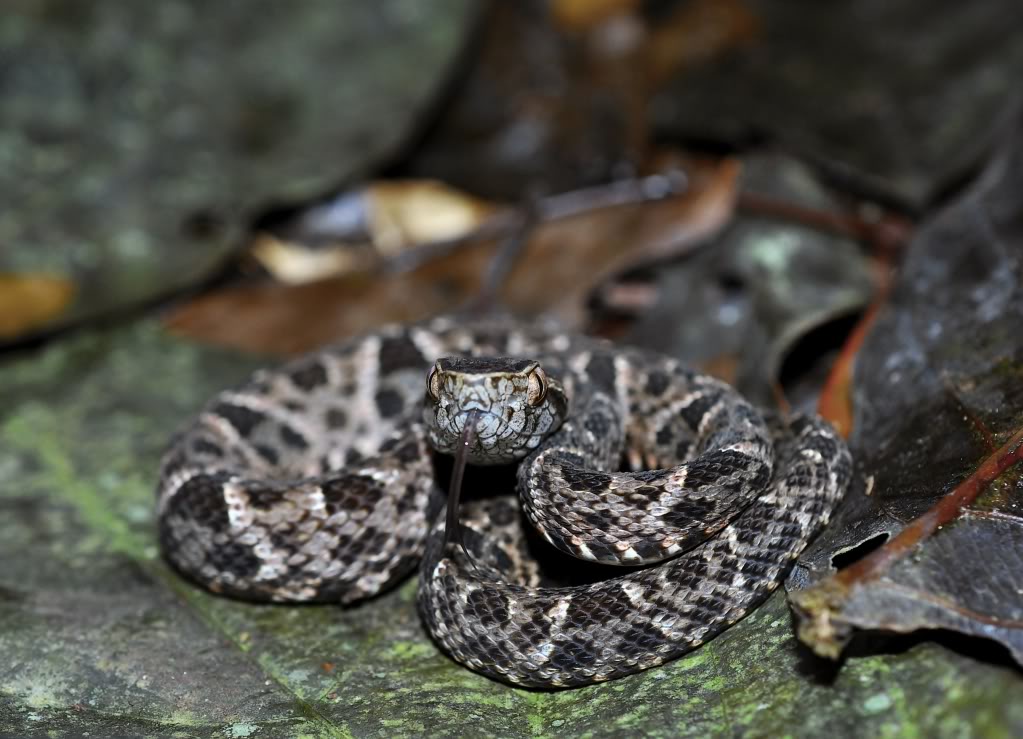 Costa Rica Herp-Trip CostaRica786