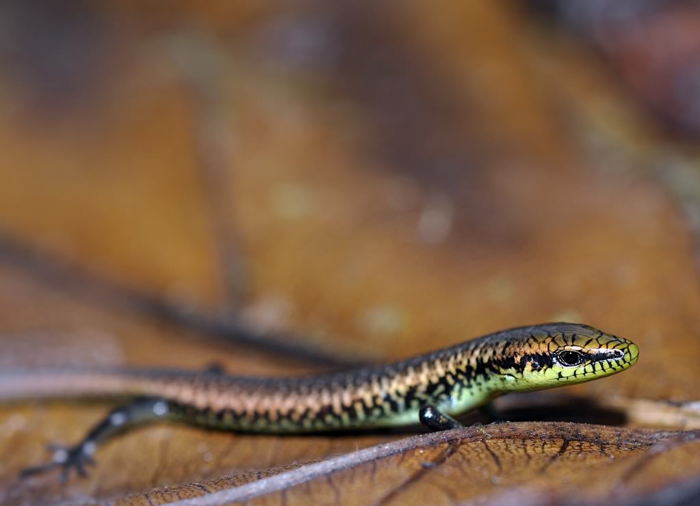 Costa Rica Herp-Trip CostaRica935