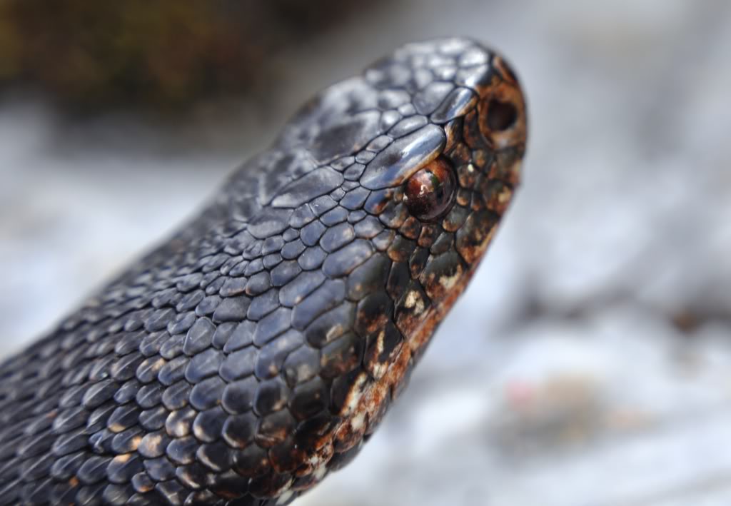 Vipera berus berus in Austria ... 2013 Update ;) 17710