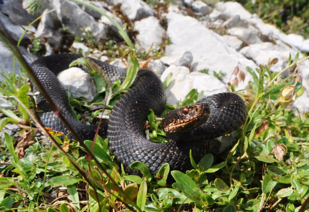 Vipera berus berus in Austria ... 2013 Update ;) 17717