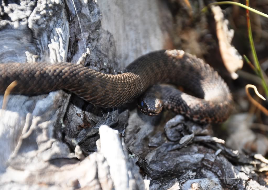 Vipera berus berus in Austria ... 2013 Update ;) 17727