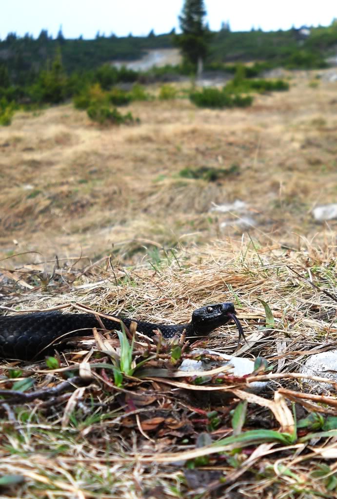 Vipera berus berus in Austria ... 2013 Update ;) DSCN0687