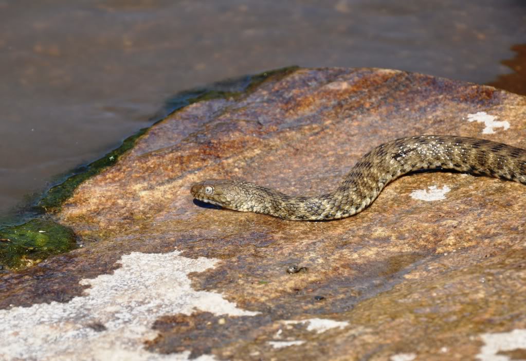 Herping in eastern austria .... Update ;) DSC_0056