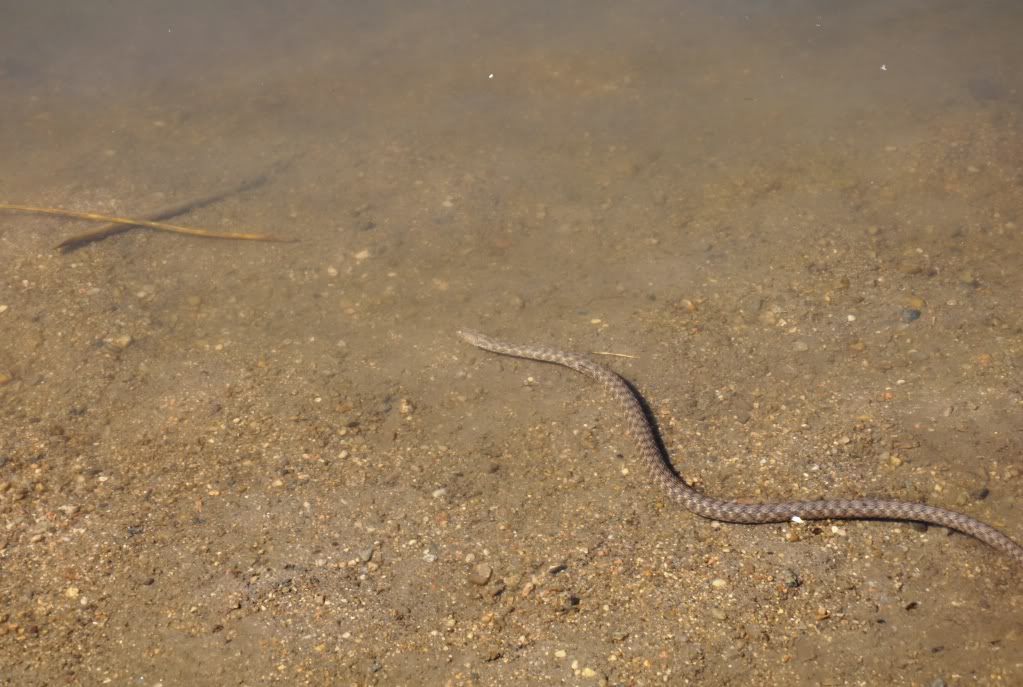 Herping in eastern austria .... Update ;) DSC_0066