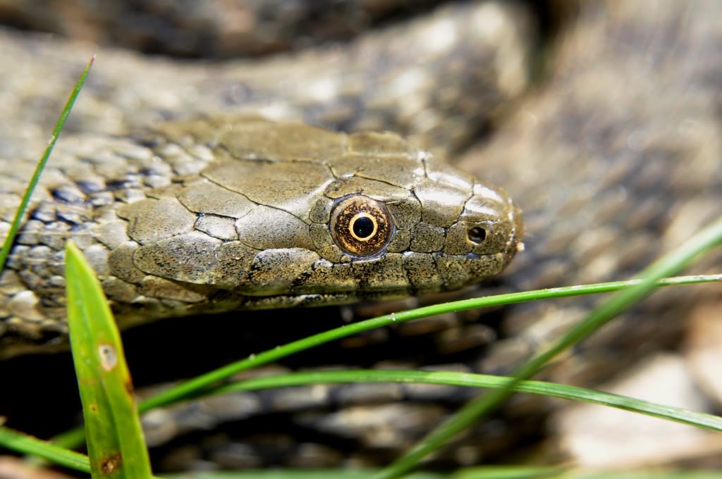 Herping in eastern austria .... Update ;) DSC_0083