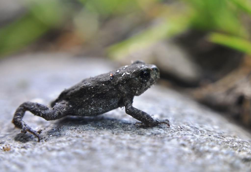 Herping in eastern austria .... Update ;) DSC_0210