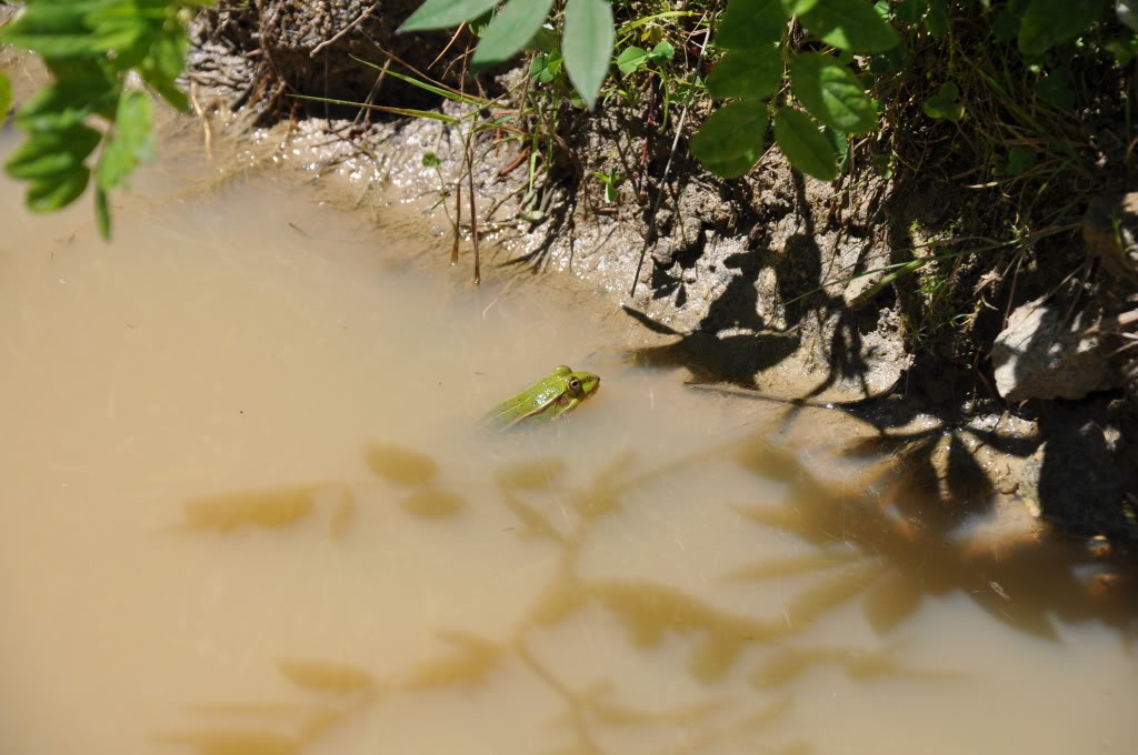 Herping in eastern austria .... Update ;) DSC_0226