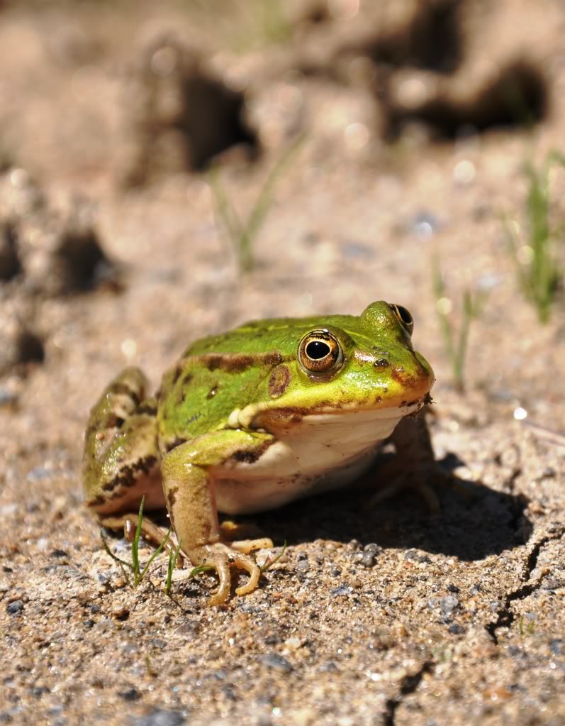 Herping in eastern austria .... Update ;) DSC_0231