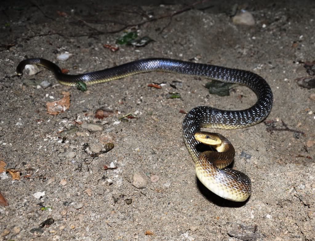 Herping in eastern austria .... Update ;) DSC_0269