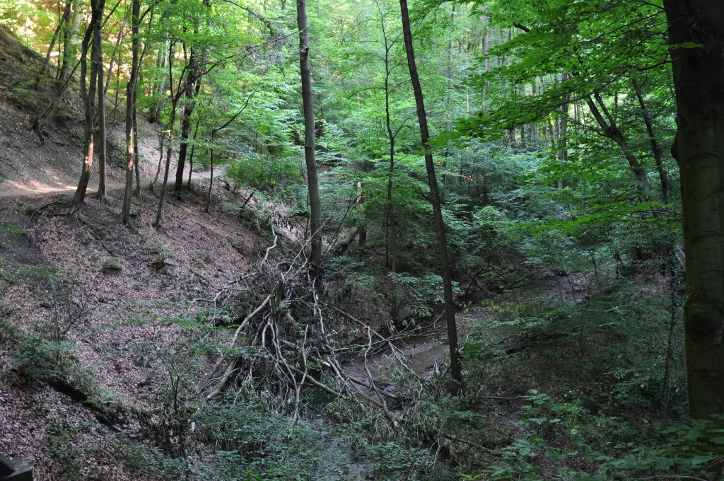 Herping in eastern austria .... Update ;) DSC_0331