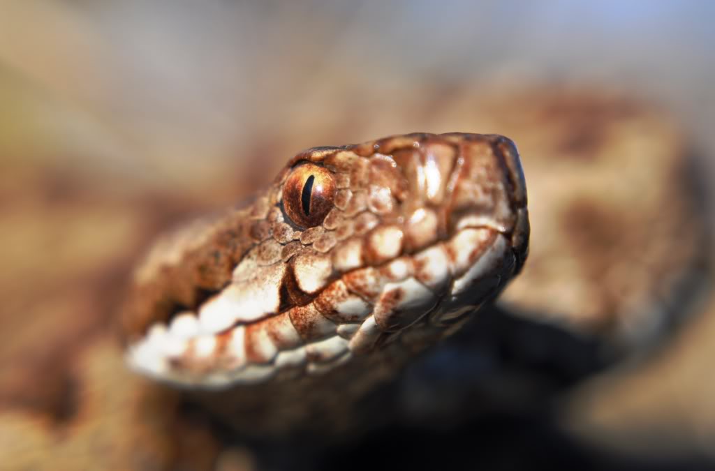 Vipera berus berus in Austria ... 2013 Update ;) - Page 2 DSC_0561