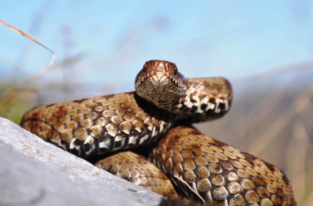 Vipera berus berus in Austria ... 2013 Update ;) - Page 2 DSC_0575