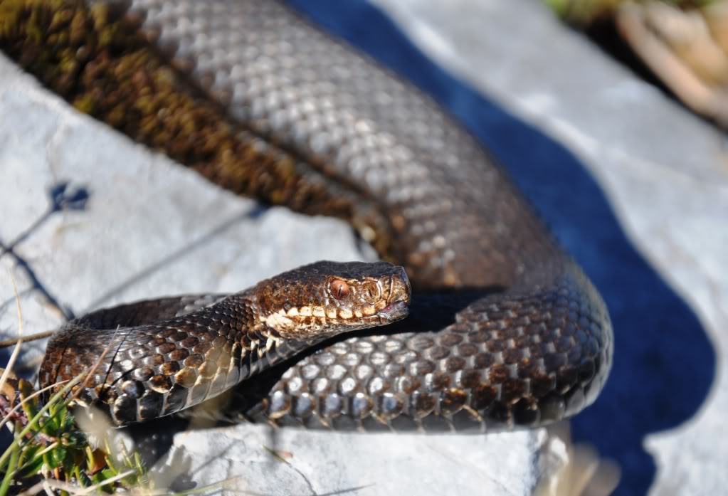 Vipera berus berus in Austria ... 2013 Update ;) - Page 2 DSC_0603