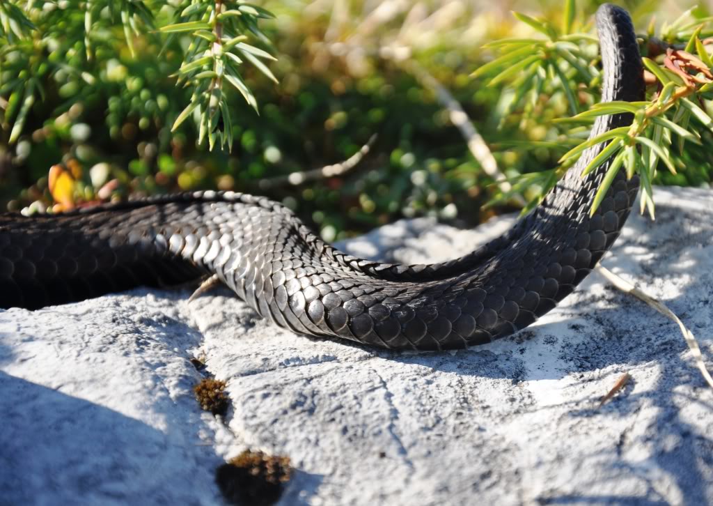 Vipera berus berus in Austria ... 2013 Update ;) - Page 2 DSC_0622