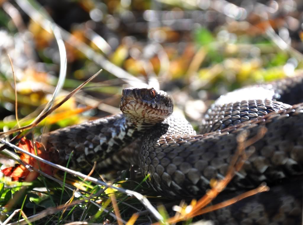 Vipera berus berus in Austria ... 2013 Update ;) - Page 2 DSC_0654-1