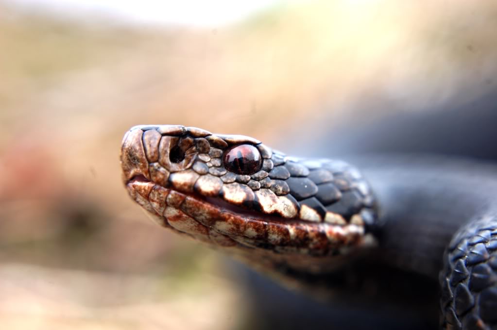 Vipera berus berus in Austria ... 2013 Update ;) DSC_4159-Kopie