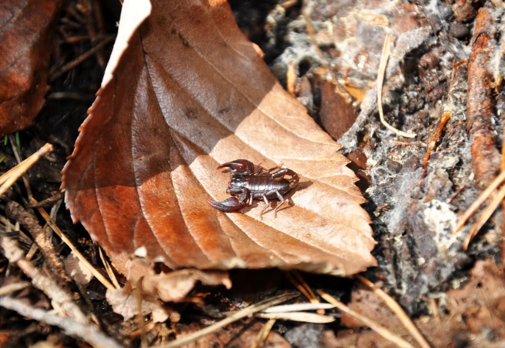 Herping in Carinthia, Austria... Update 2013 ;) Euscorpiussp1