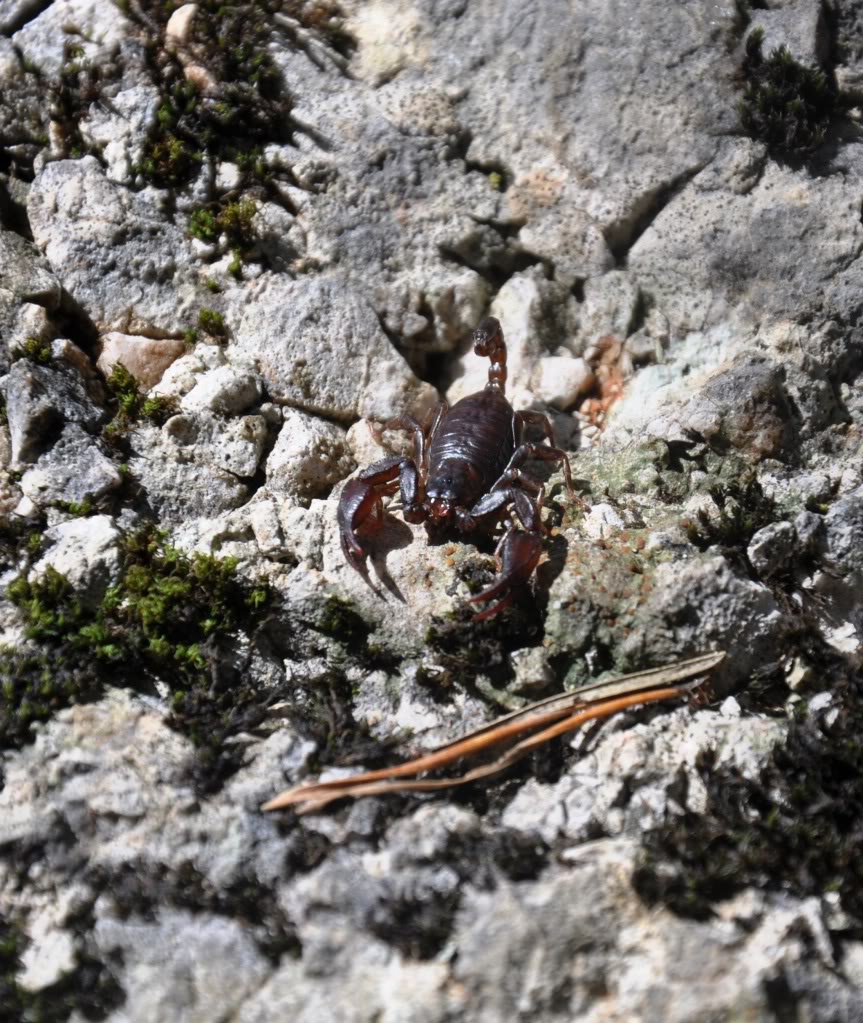 Herping in Carinthia, Austria... Update 2013 ;) Euscorpiussp4