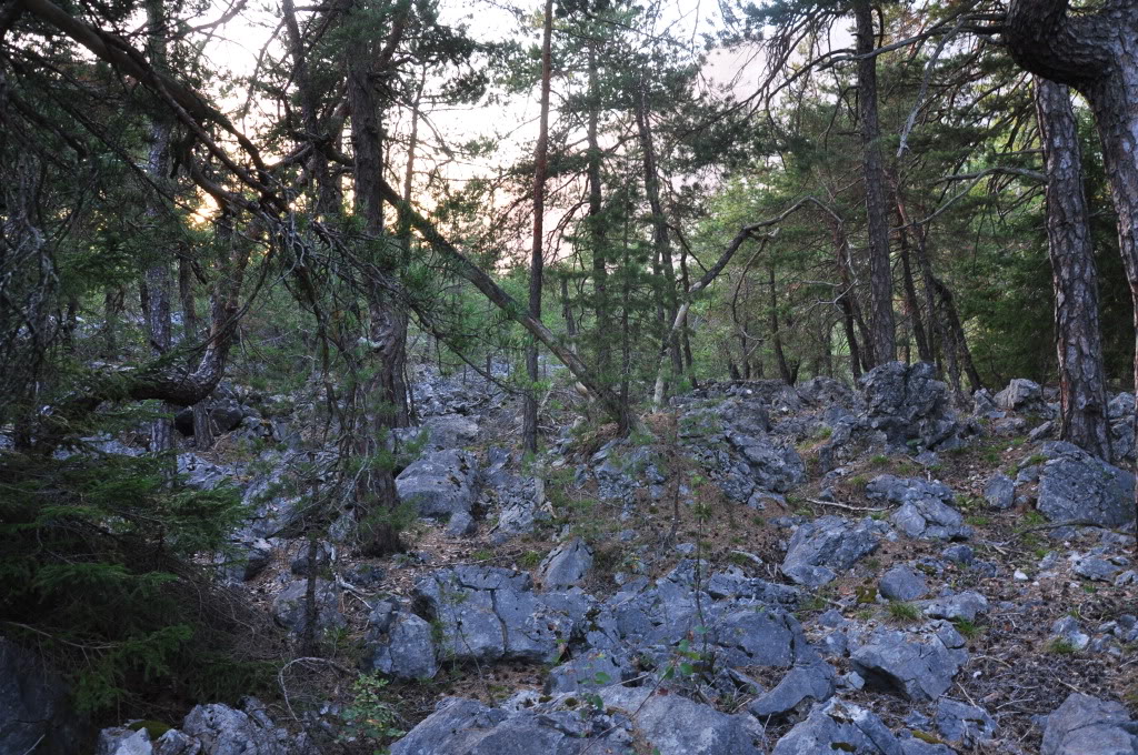 Herping in Carinthia, Austria... Update 2013 ;) HabitatVaammodytes5