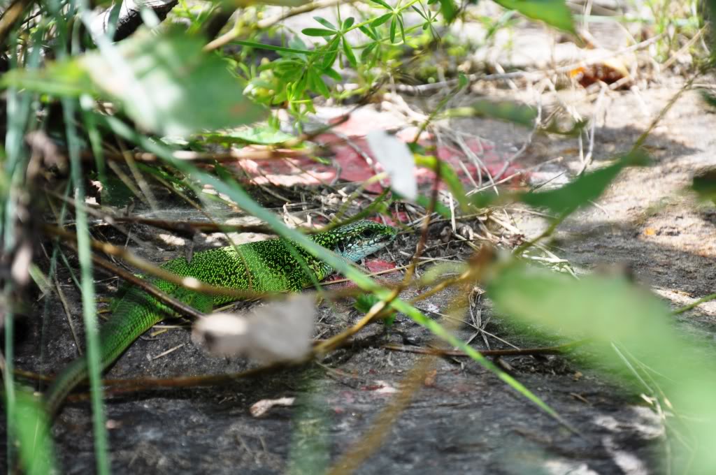 Herping in Carinthia, Austria... Update 2013 ;) Lacertaviridis1