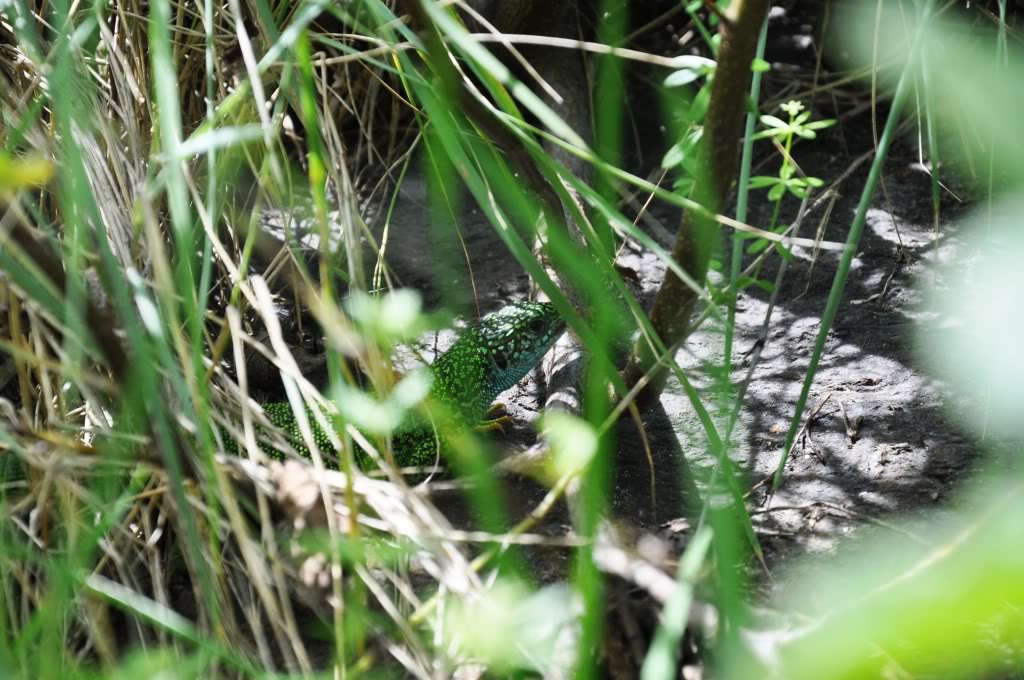 Herping in Carinthia, Austria... Update 2013 ;) Lacertaviridis2