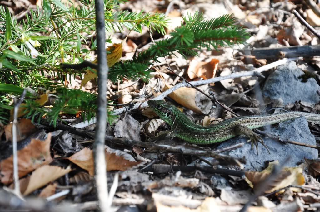 Herping in Carinthia, Austria... Update 2013 ;) Lacertaviridis4