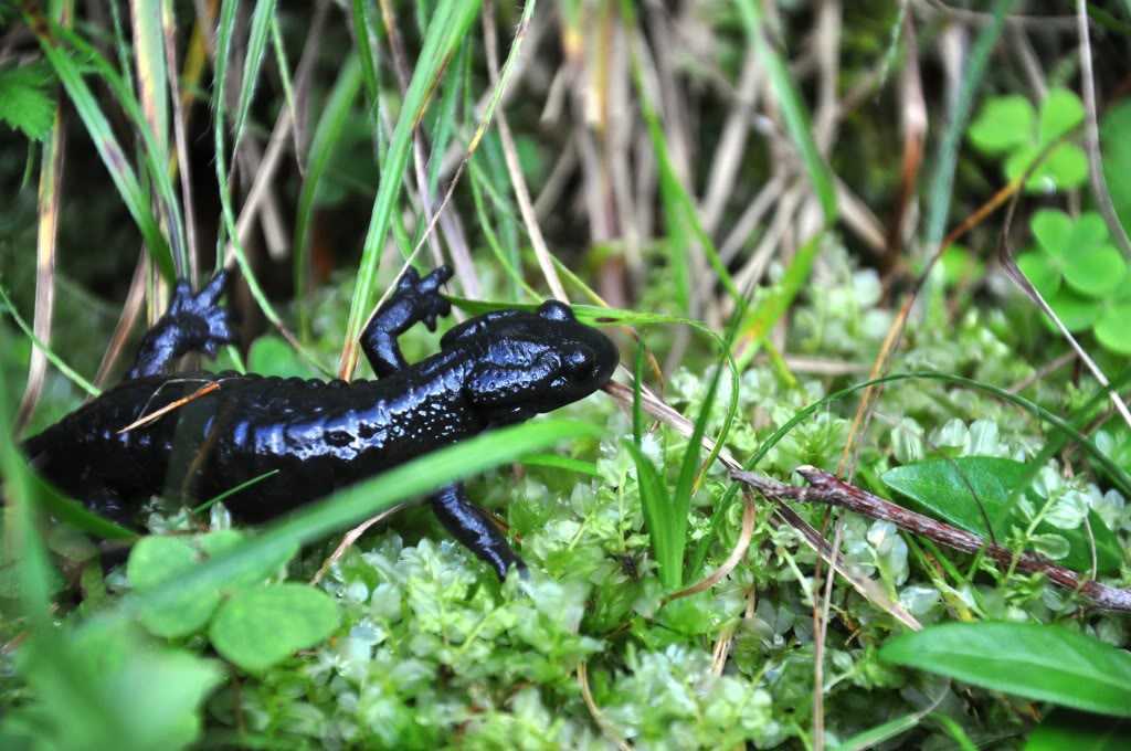 Herping in Carinthia, Austria... Update 2013 ;) Salamandraatra2