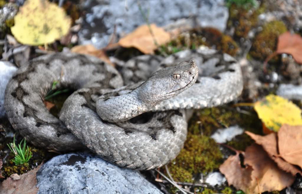 Herping in Carinthia, Austria... Update 2013 ;) Vaammodytes1