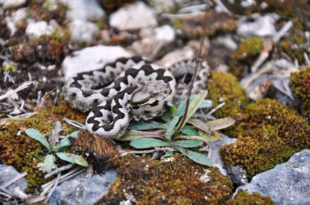 Herping in Carinthia, Austria... Update 2013 ;) Vaammodytes15