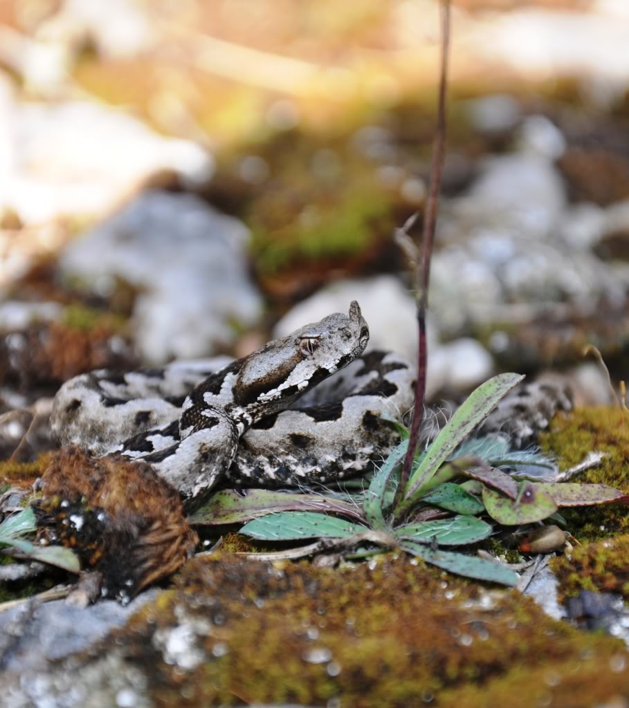 Herping in Carinthia, Austria... Update 2013 ;) Vaammodytes16