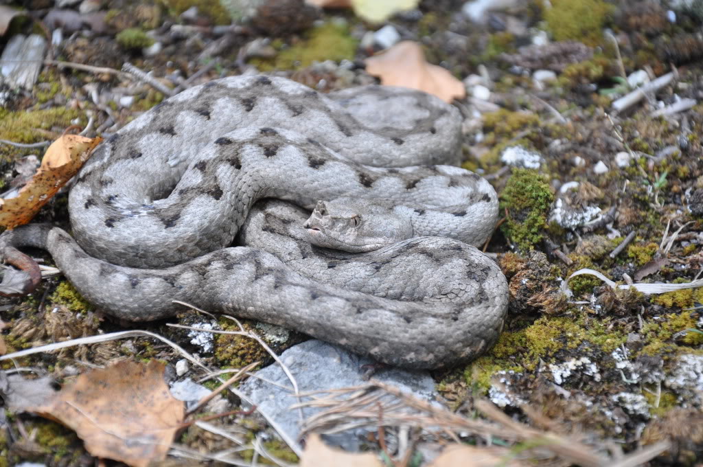 Herping in Carinthia, Austria... Update 2013 ;) Vaammodytes6