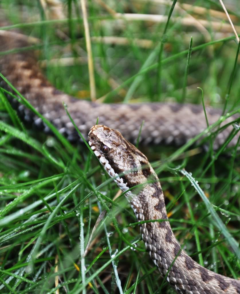 Herping in Carinthia, Austria... Update 2013 ;) Viperaberusberus11