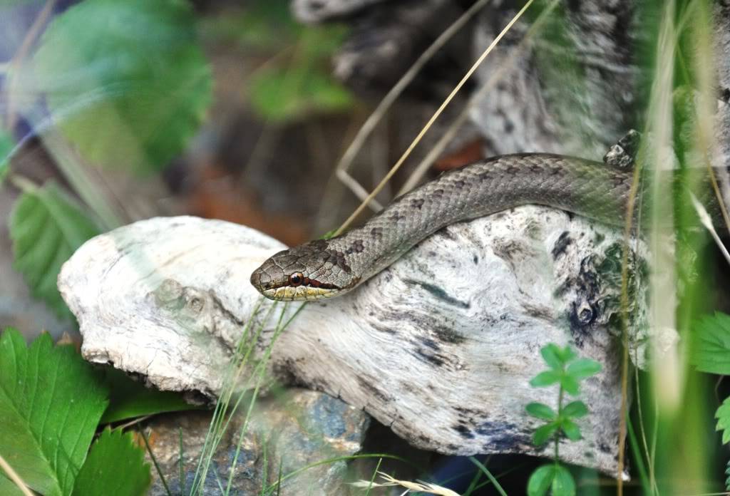 Pictures from Peter Zürcher's reptile zoo ...Update 2017 Coronellaaustriaca2