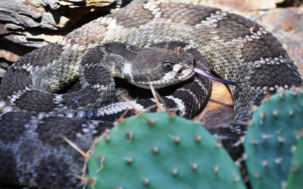 Pictures from Peter Zürcher's reptile zoo ...Update 2017 Crotalusoreganus2