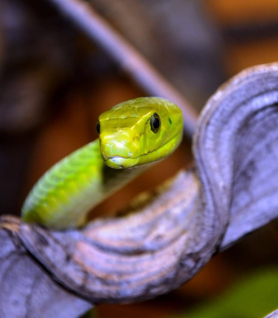 Pictures from Peter Zürcher's reptile zoo ...Update 2017 Dendroaspisangusticeps