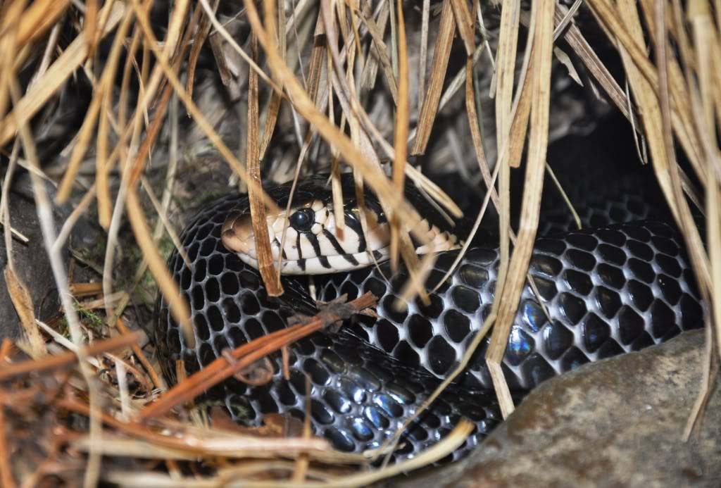 Pictures from Peter Zürcher's reptile zoo ...Update 2017 Najamelanoleuca1