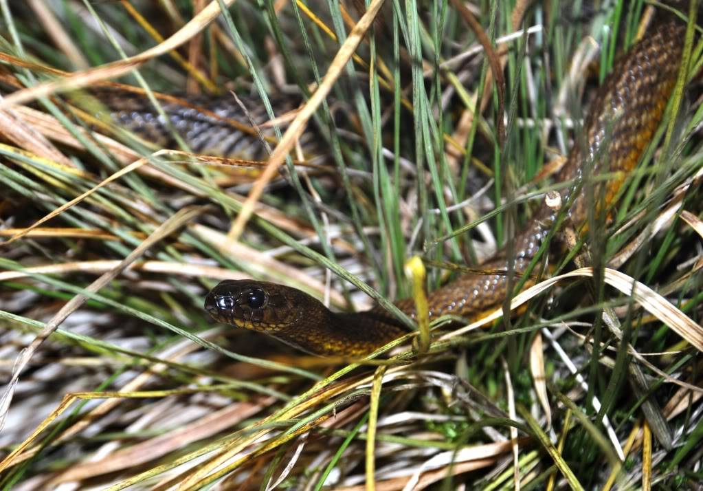 Pictures from Peter Zürcher's reptile zoo ...Update 2017 Oxyranusmicrolepidotus1