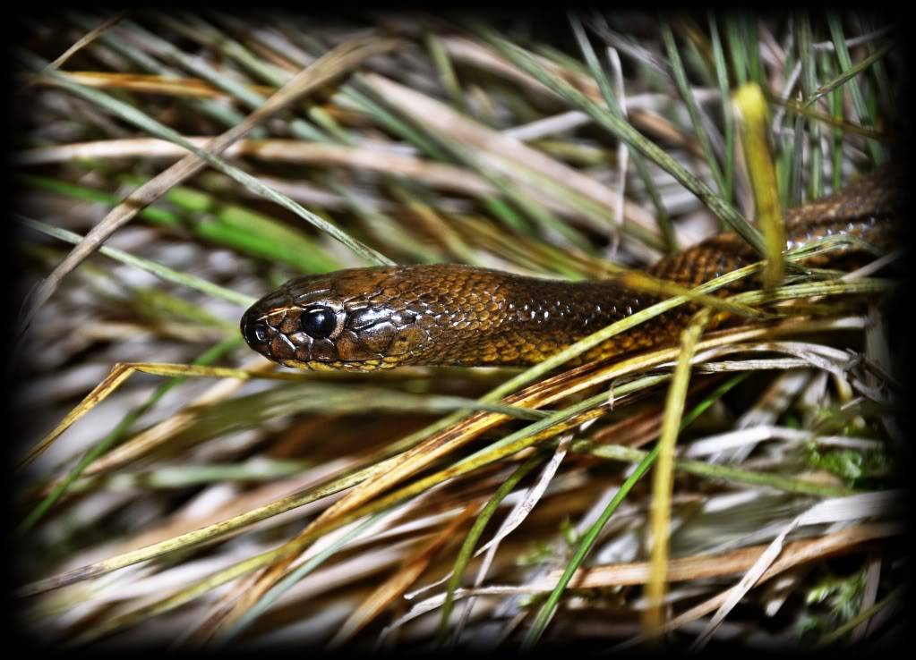 Pictures from Peter Zürcher's reptile zoo ...Update 2017 - Page 2 Oxyranusmicrolepidotus5-1