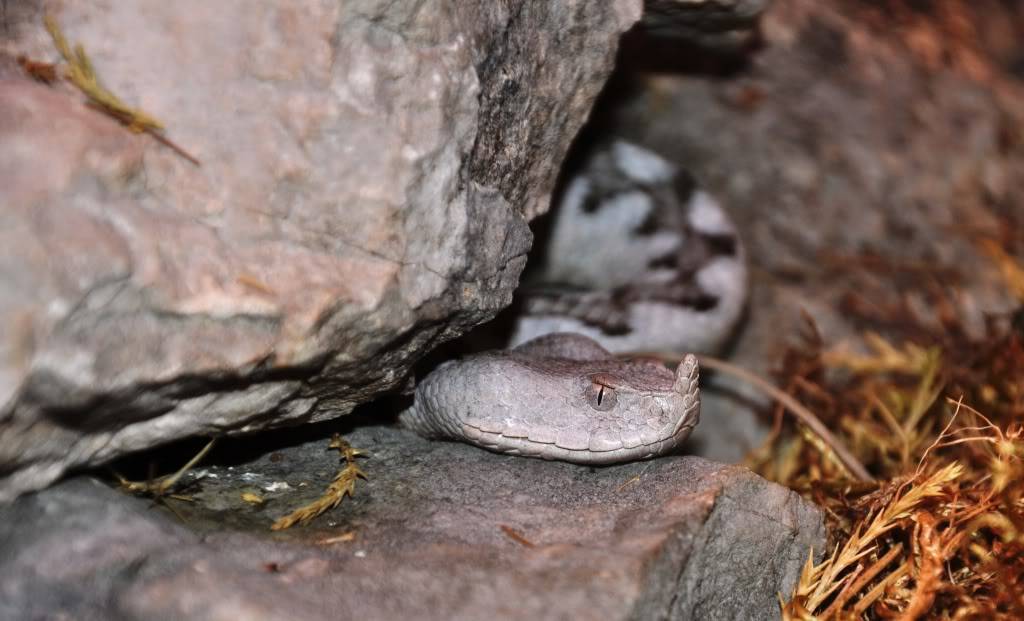 Pictures from Peter Zürcher's reptile zoo ...Update 2017 Viperaammodytesillyrica5Schtt